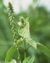 Medicinal plant seeds exporter, medicinal plant seed wholesale